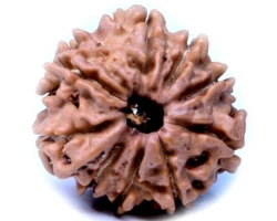 9 Mukhi
